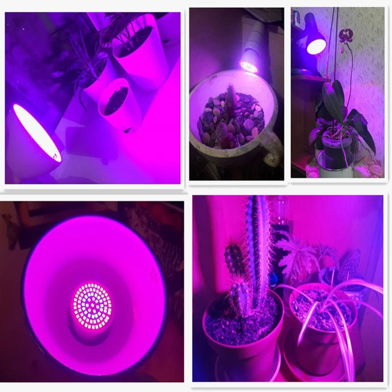 lampe de croissance à spectre complet pour plantes