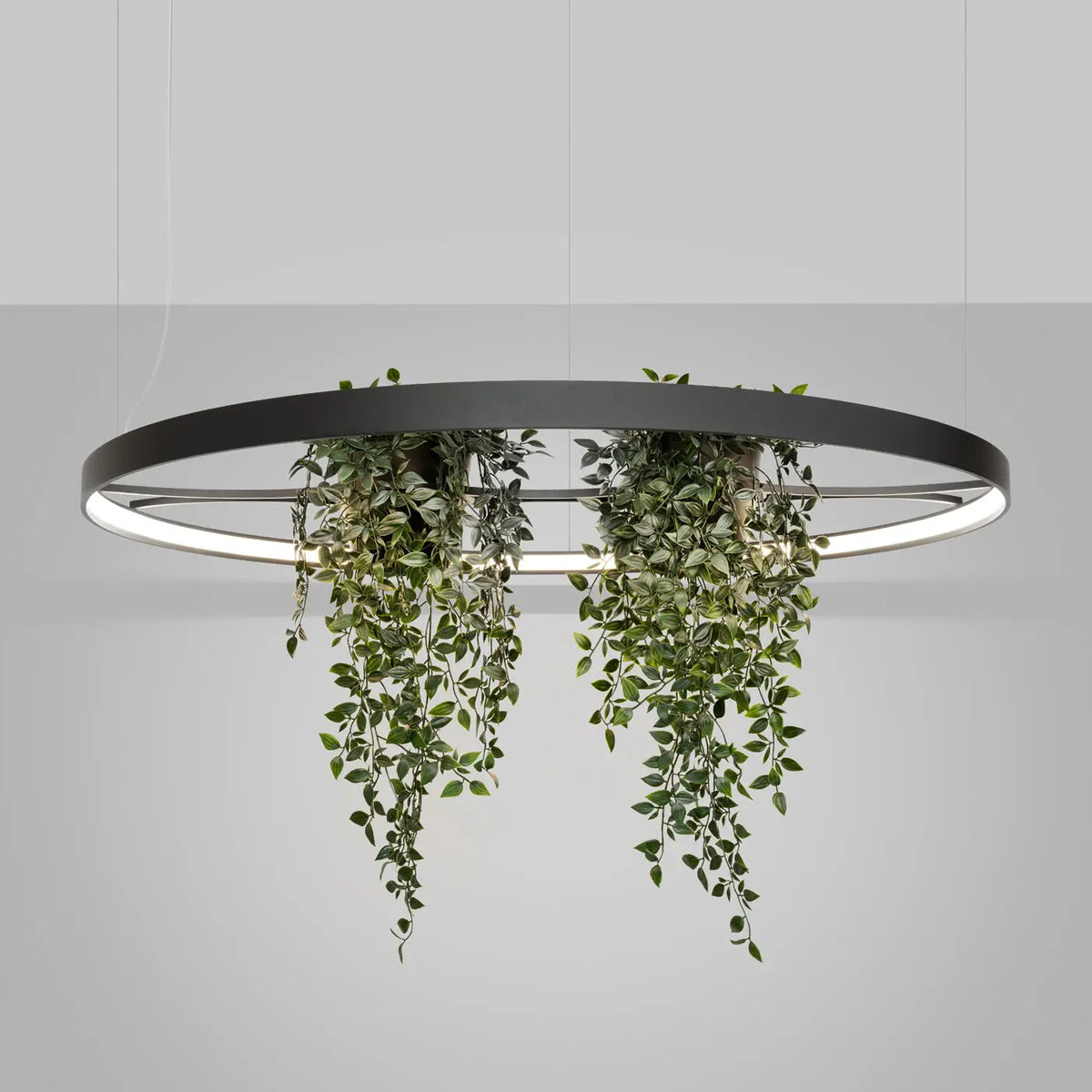 Lustre Rio bio
