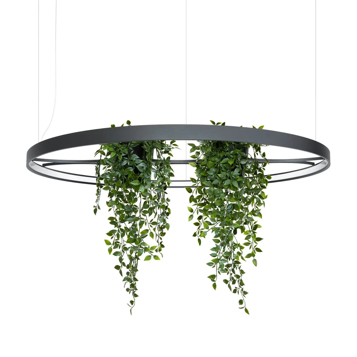 Lustre Rio bio