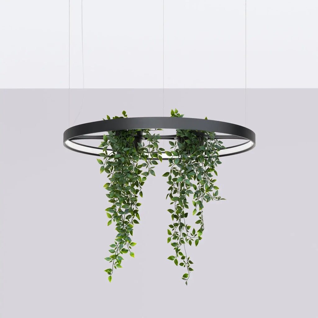 Lustre Rio bio