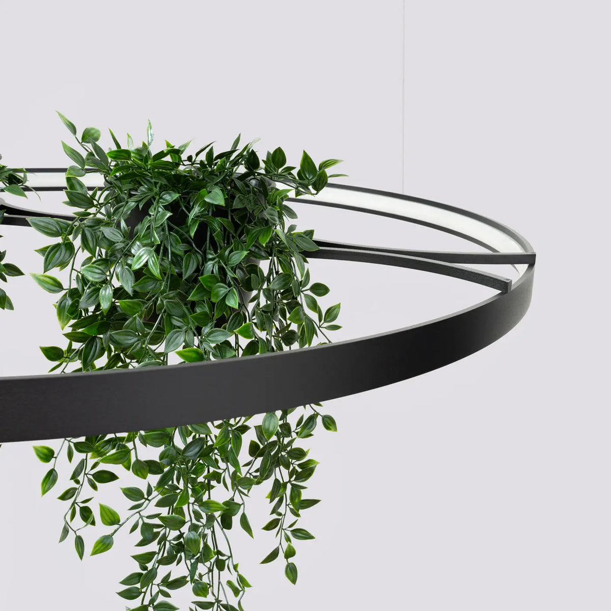 Lustre Rio bio