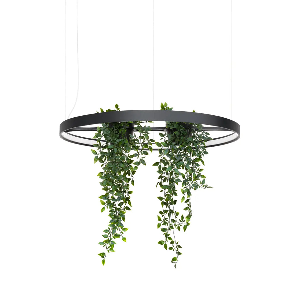 Lustre Rio bio