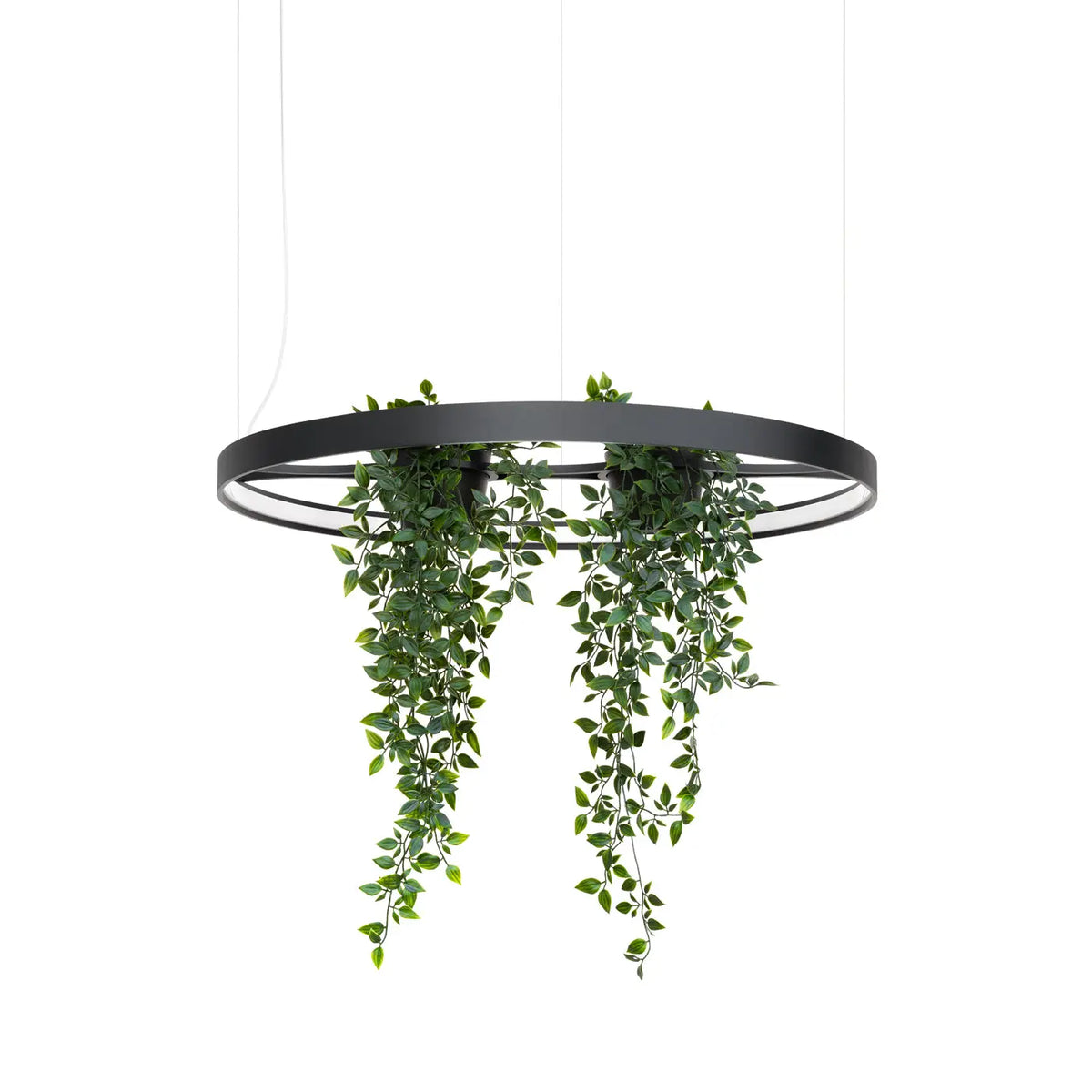 Lustre Rio bio